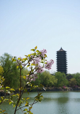 花的世界】北京。聚焦的花,失焦的塔。-大杭州旅游-杭州19樓