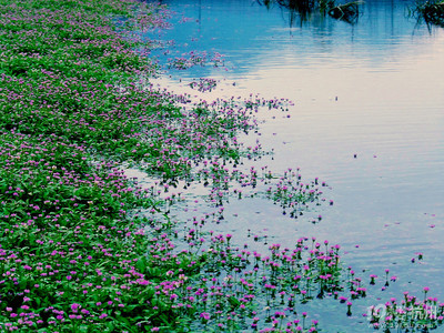 蓼子花的海洋-杭州旅游攻略-大杭州旅游-杭州19樓